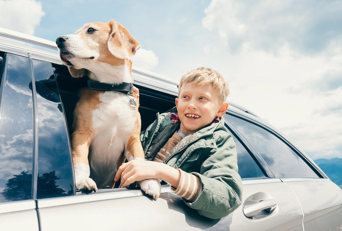 Pet Insurance Covers Spaying Neutering Pet Insurance Covers Spaying Neutering