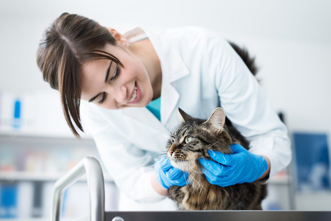 The Top 5 Most Common Pet Diseases