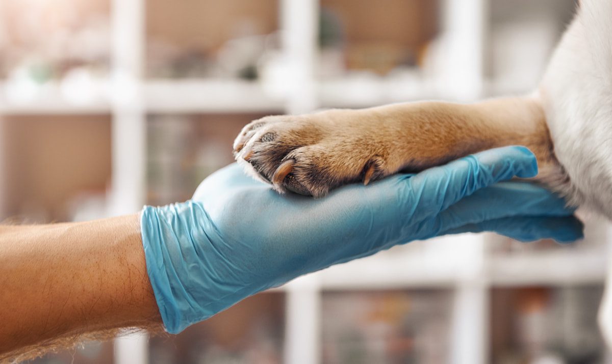 When Do I Need Pet Insurance For My Pet?